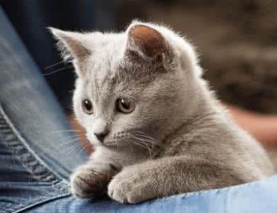 卡尔特猫 卡尔特猫 卡尔特猫简介