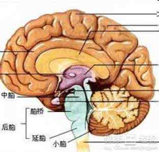 脑垂体微腺瘤 脑垂体微腺瘤 造成的原因是什么