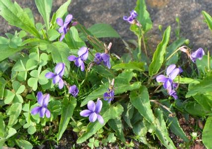 紫花地丁和早开堇菜 早开堇菜