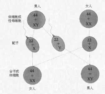 性别决定与性别分化 性别决定