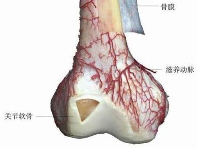 骨髓纤维化如何治疗 骨髓纤维化 骨髓纤维化如何治疗