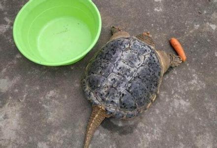网易严选如何挤掉水分 做饺子馅不宜将水分挤掉 更不宜放生豆油
