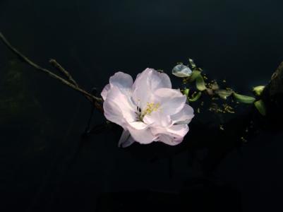 梦见哭醒来真的有泪水 梦里幽幽相思怨，醒来泪水湿枕边