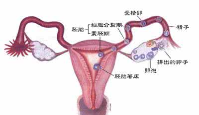 女性排卵期体温变化图 排卵期症状 女性排卵期的生理变化