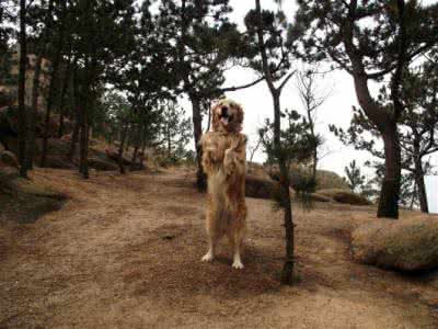 训犬基地一个月收费 训犬