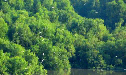 植被类型有哪些 植被