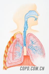 如何提高肺部免疫力 肺部免疫力的功能