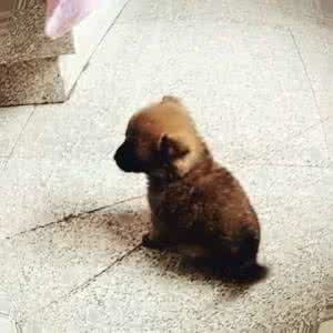 短腿泰迪 有种打架叫以逸待劳，小短腿碾压泰迪啊