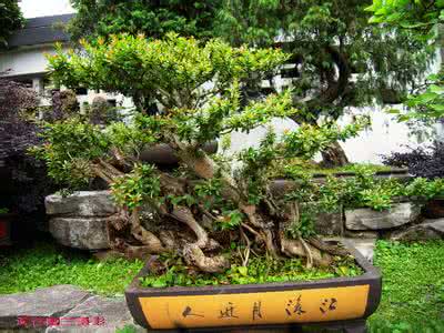 神形兼备 盆景造型的 “形神兼备”