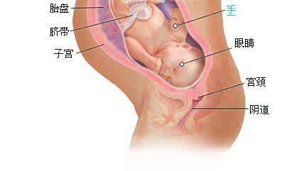 胎儿头围多大适合顺产 胎儿头围多大适合顺产 胎儿多大适合顺产？顺产注意事项有哪些