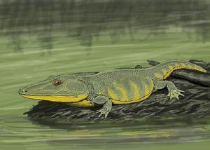 胜王龙螈图片 迷齿螈