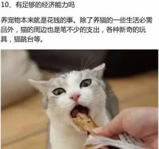一日养猫 终身想猫 想养猫的人必看,这13条,你都准备好了吗?