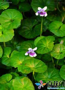香堇花语 香堇花语 香堇养殖方法