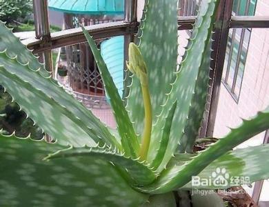 芦荟的养殖方法 芦荟的养殖方法 芦荟的养殖方法是什么
