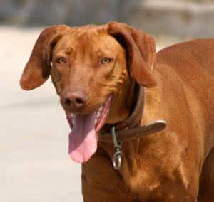 维斯拉犬 威斯拉犬 介绍—维斯拉犬