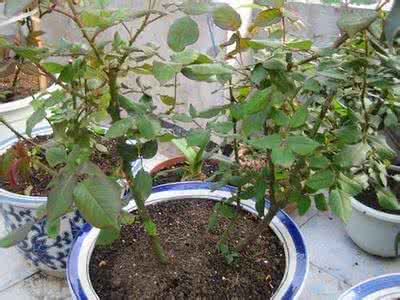 杏树嫁接技术视频 枣树上能嫁接杏树吗 杏树上可以嫁接葡萄吗？