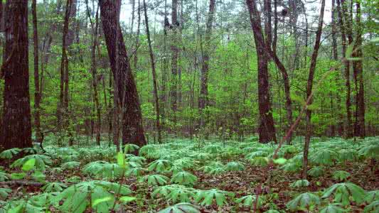 帽峰山森林公园 FOREST FLOOR森林地型帽