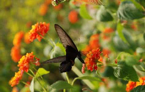 天使的翅膀美文 秋天，在蝴蝶的翅尖舞蹈【情感美文】