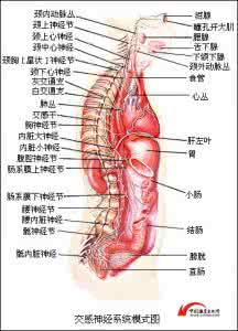 神经系统 神经系统 4神经系统