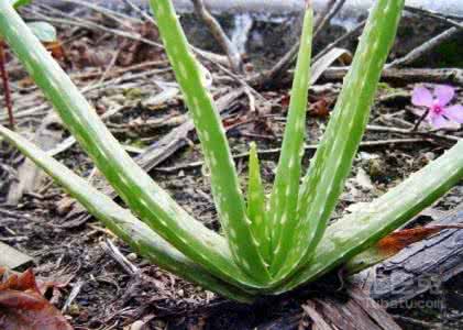 盆栽芦荟的功效与作用 盆栽芦荟的功效与作用 芦荟的功效 盆栽芦荟的作用