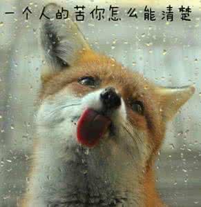 幸福狐狸代言人 狐狸才是单身狗的最佳代言：30个你万万想不到的动物冷知识