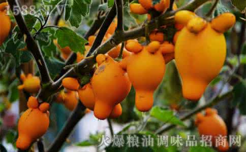 黄金奇异果的营养价值 黄金果的营养价值