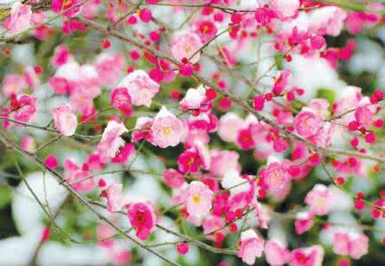 梅花胎记 梅花的花语