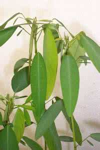 会唱歌的植物 植物也会“唱歌”