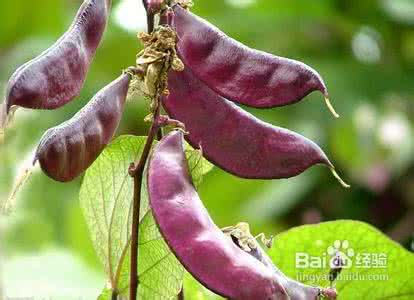 农家小炒肉 简简单单的农家小炒——清炒扁豆