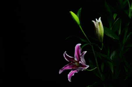 2017中秋祝福音画 【原】【原创】梅竹=兰菊音画祝福朋友新春快乐2版