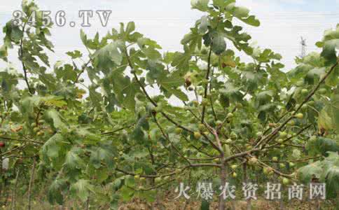 无花果种植技术 无花果种植 无花果种植技术