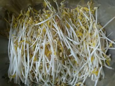 绿豆芽吃法 绿豆芽的多种吃法（附图）*