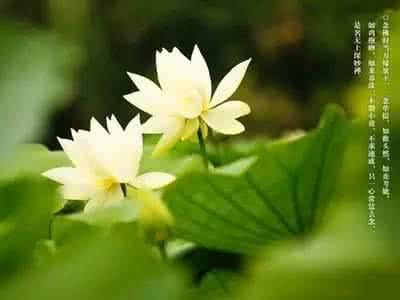 莲花诗词 【一点资讯】莲花诗词:总有一份遇见,唯美了整个夏天