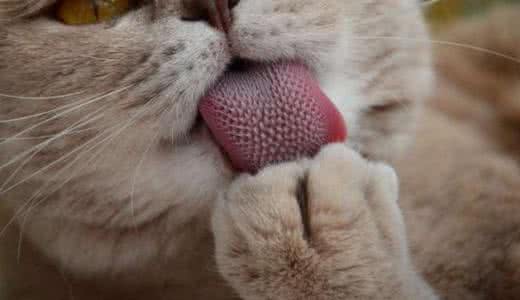 猫咪舌头倒刺 实拍猫咪舌头上都密集倒刺，原来这就是它们舔人会痛的原因！