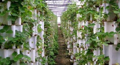 番茄无土栽培 番茄无土栽培实验条件 文心兰的栽培条件