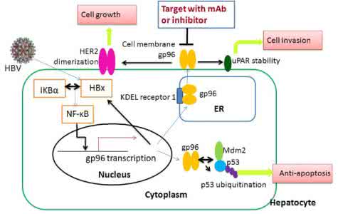 肝癌靶点 潜在的抗肝癌新靶点 神经降压素或是肥胖防治潜在靶点
