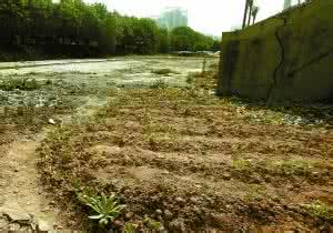 荒地现高度腐烂男尸 深圳哪里有荒地 深圳荒地现大量“吃虫草”