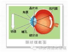 恢复视力的训练秘笈 恢复视力的奇穴 你知道吗