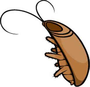 对付蟑螂方法 对付蟑螂的实用方法