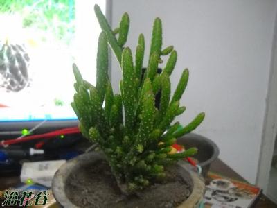 姬珊瑚 姬珊瑚(Opuntialeptocaulis)