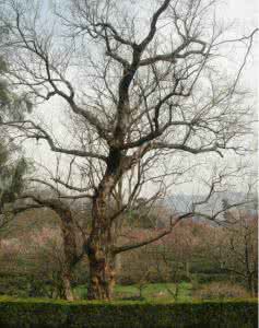 既不倨傲什么意思 既不倨傲，也不卑微