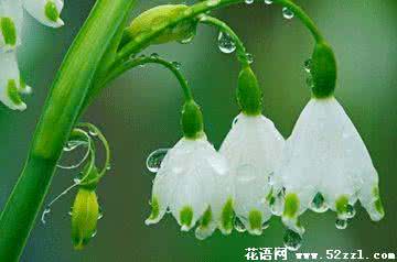雪滴花的传说 雪滴花的花语