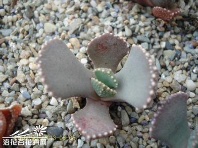 天女云(Aloinopsis malherbei)的养殖方法