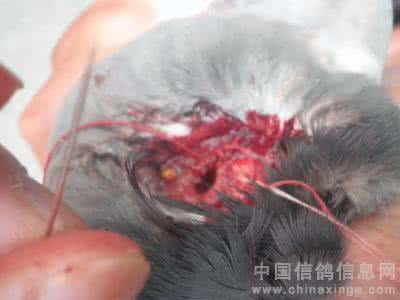 嗉囊怎么读 嗉囊