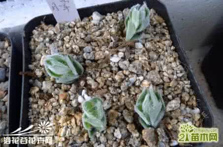 月晕 月晕Crassula tomentosa基本养护篇