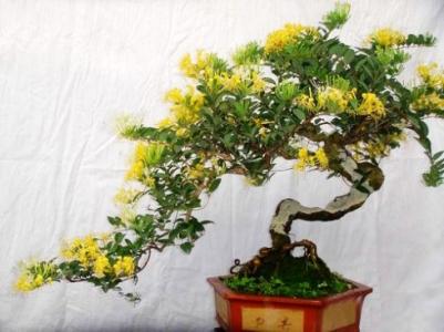 金银花树桩盆景养护 金银花盆景制作视频 金银花盆景的制作与养护管理方法大汇总