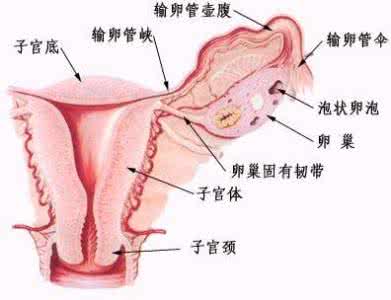 附件炎的检查方法 附件炎怎么检查 附件炎的检查方法