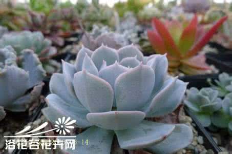 鲁氏石莲 鲁氏石莲（Echeveria runyonii）养护经验