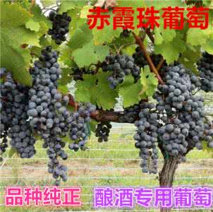 赤霞珠高级干红葡萄酒 酿酒葡萄知识介绍:赤霞珠葡萄酒