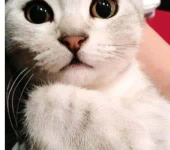 折耳猫价格多少钱一只 折耳猫多少钱一只 折耳猫价格 折耳猫多钱一只